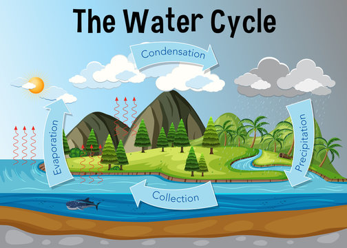 Rainwater Cycle Diagram